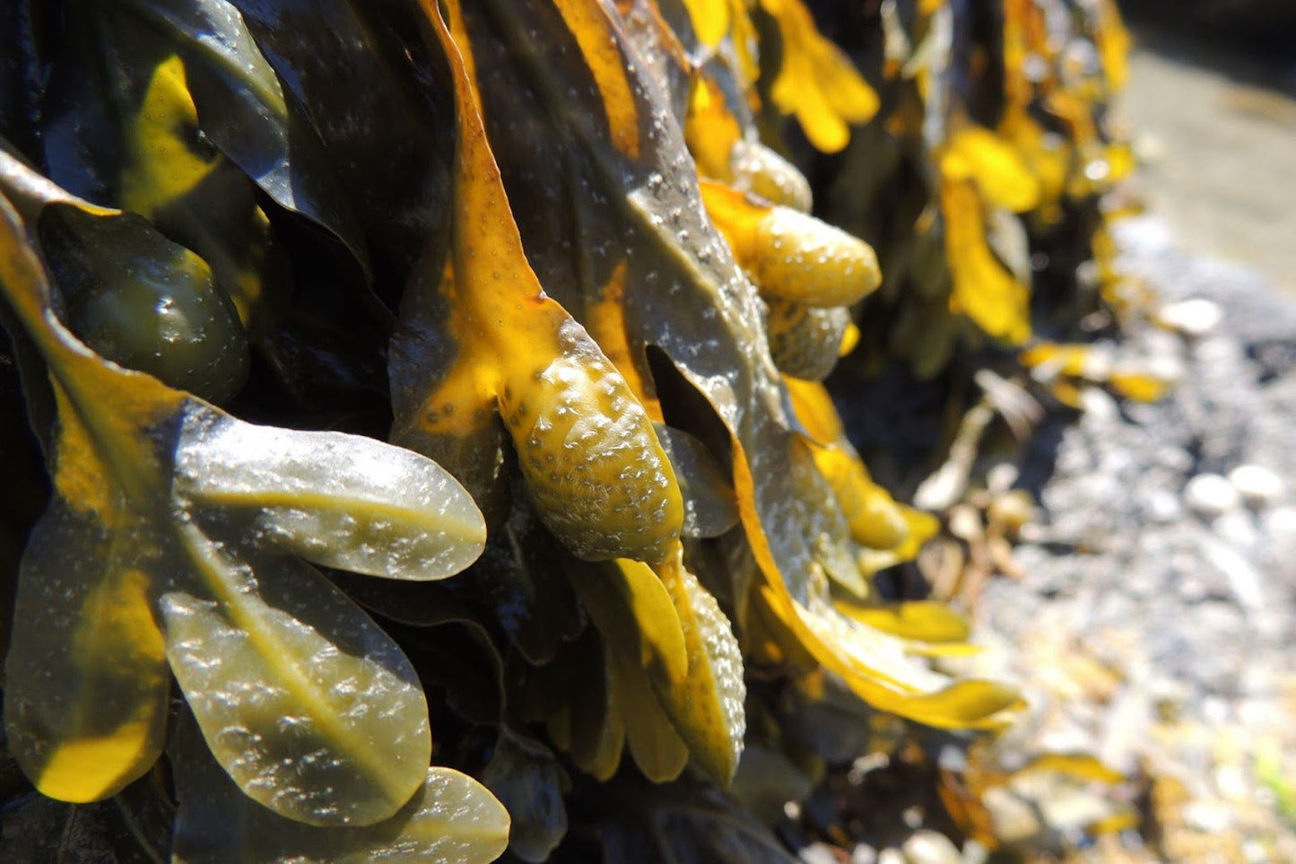 Danu Hydrating Daily Moisturiser