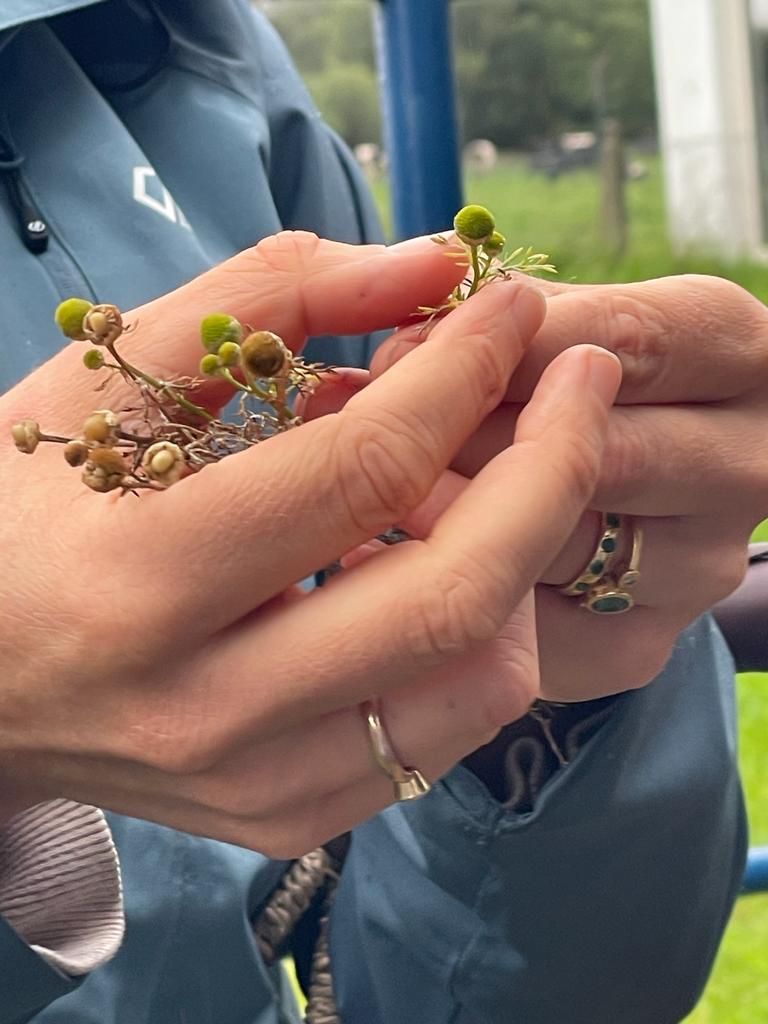 Hands-On Herbal Remedies Workshop with Danu Herbalist 🌿✨